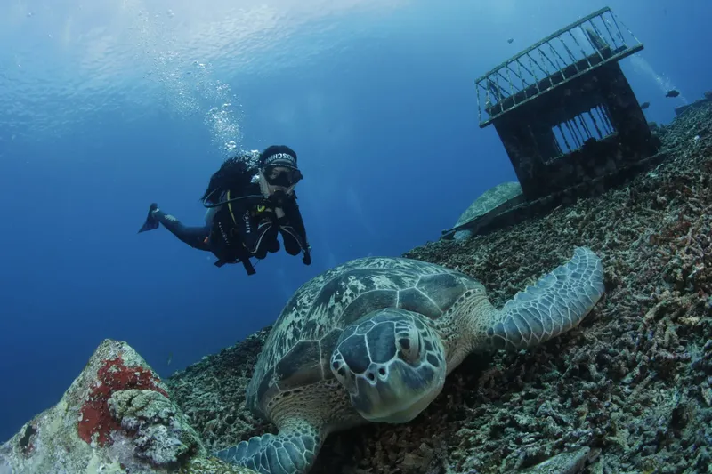 Plongeur et tortue marine nagent près d'une structure rocheuse