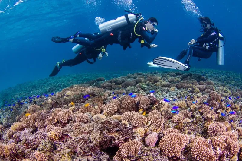 Deux plongeurs explorent un récif corallien coloré avec des poissons
