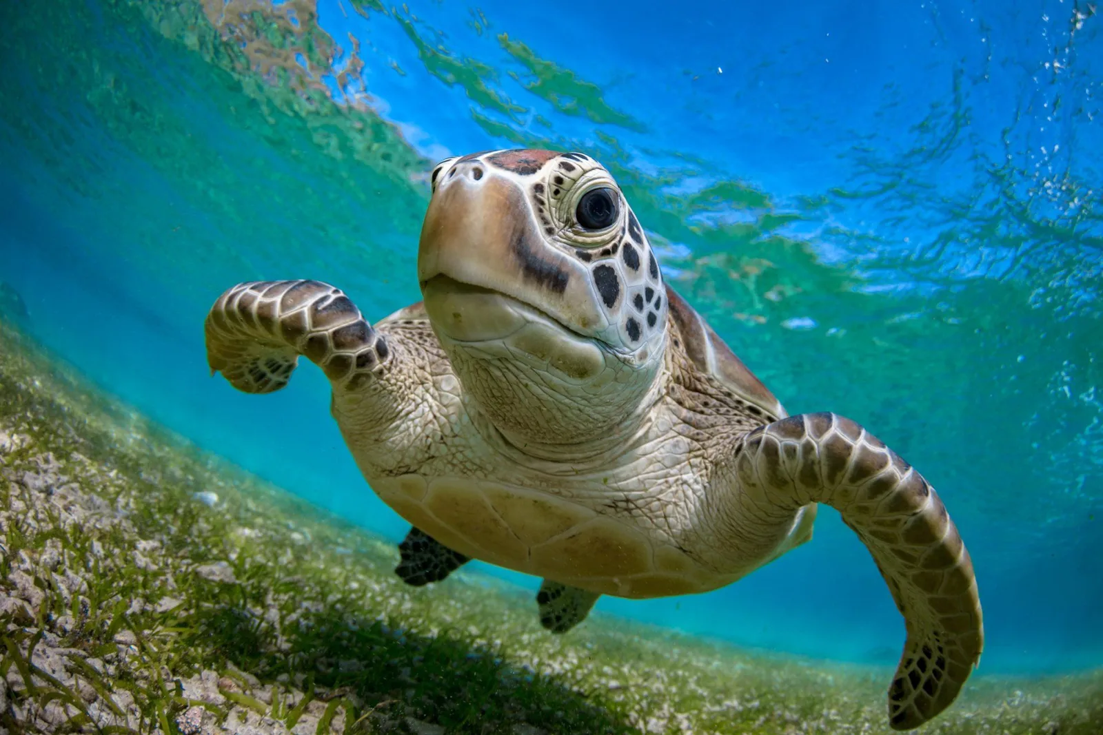 Tortue marine nageant gracieusement dans une eau claire et turquoise