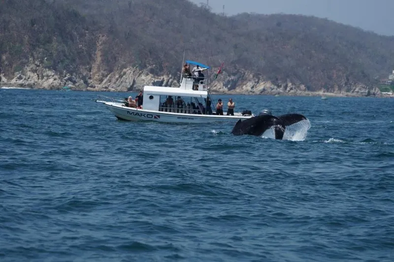 Bateau de plongee avec des passagers, baleine remontant à la surface
