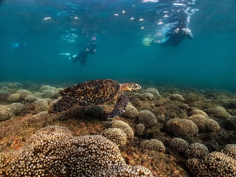 Tortue marine nageant au-dessus d'un récifal corallien avec des plongeurs
