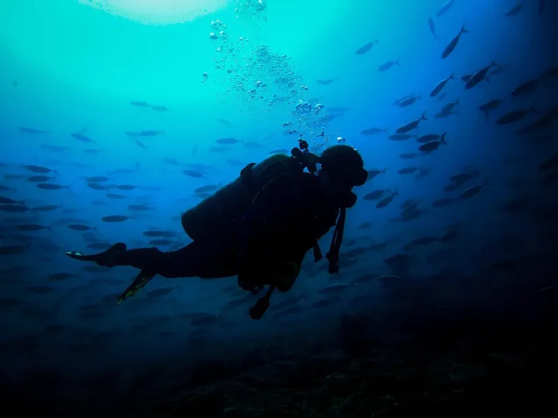 Plongeur evoluant dans un banc de poissons en milieu aquatique