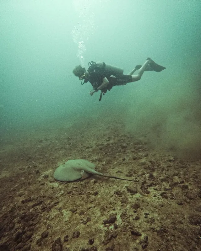 Plongeur et raie manta évoluent dans une eau turquoise et trouble