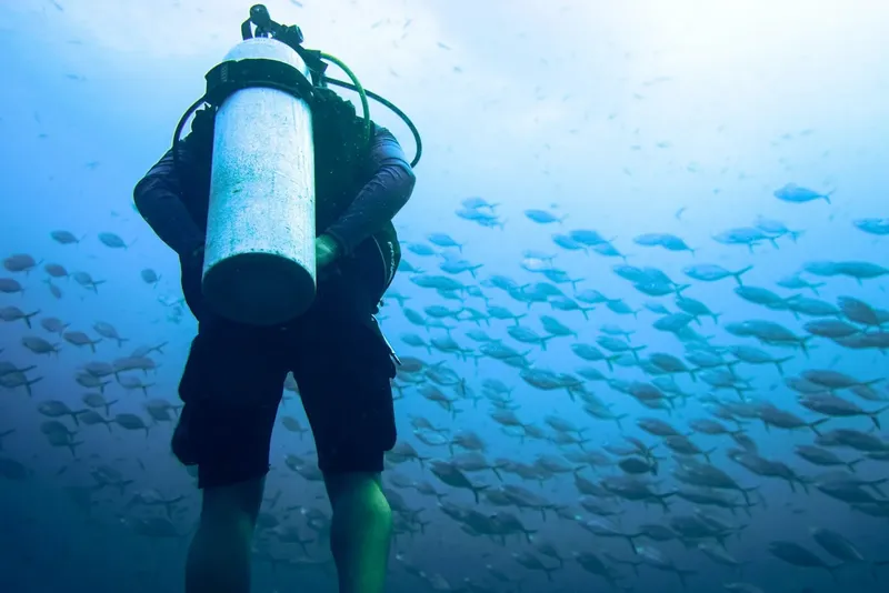 Plongeur de dos entouré d'un banc de poissons bleus