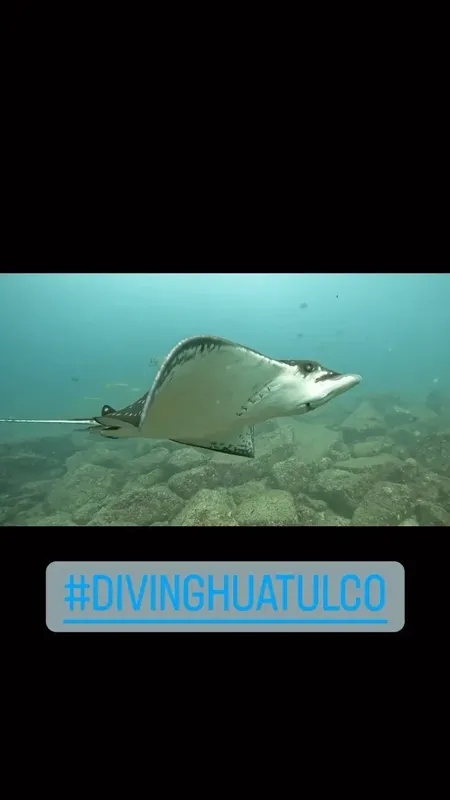 Raie manta nageant gracieusement dans l'eau bleue au fond rocheux