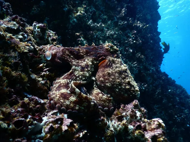 Pieuvre se camouflant sur un récifal corallien en milieu marin
