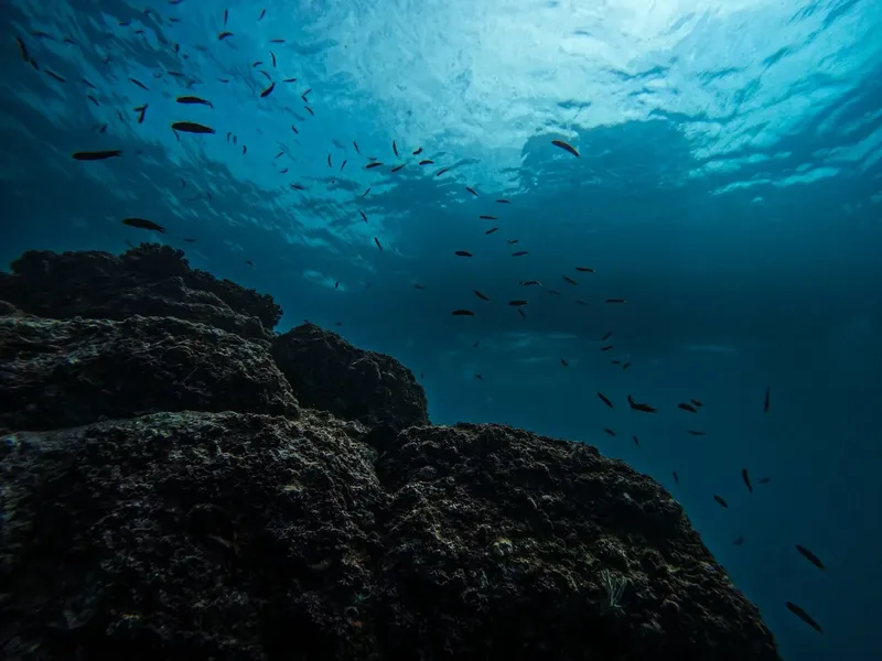 Banc de poissons au-dessus d'une formation rocheuse sous-marine