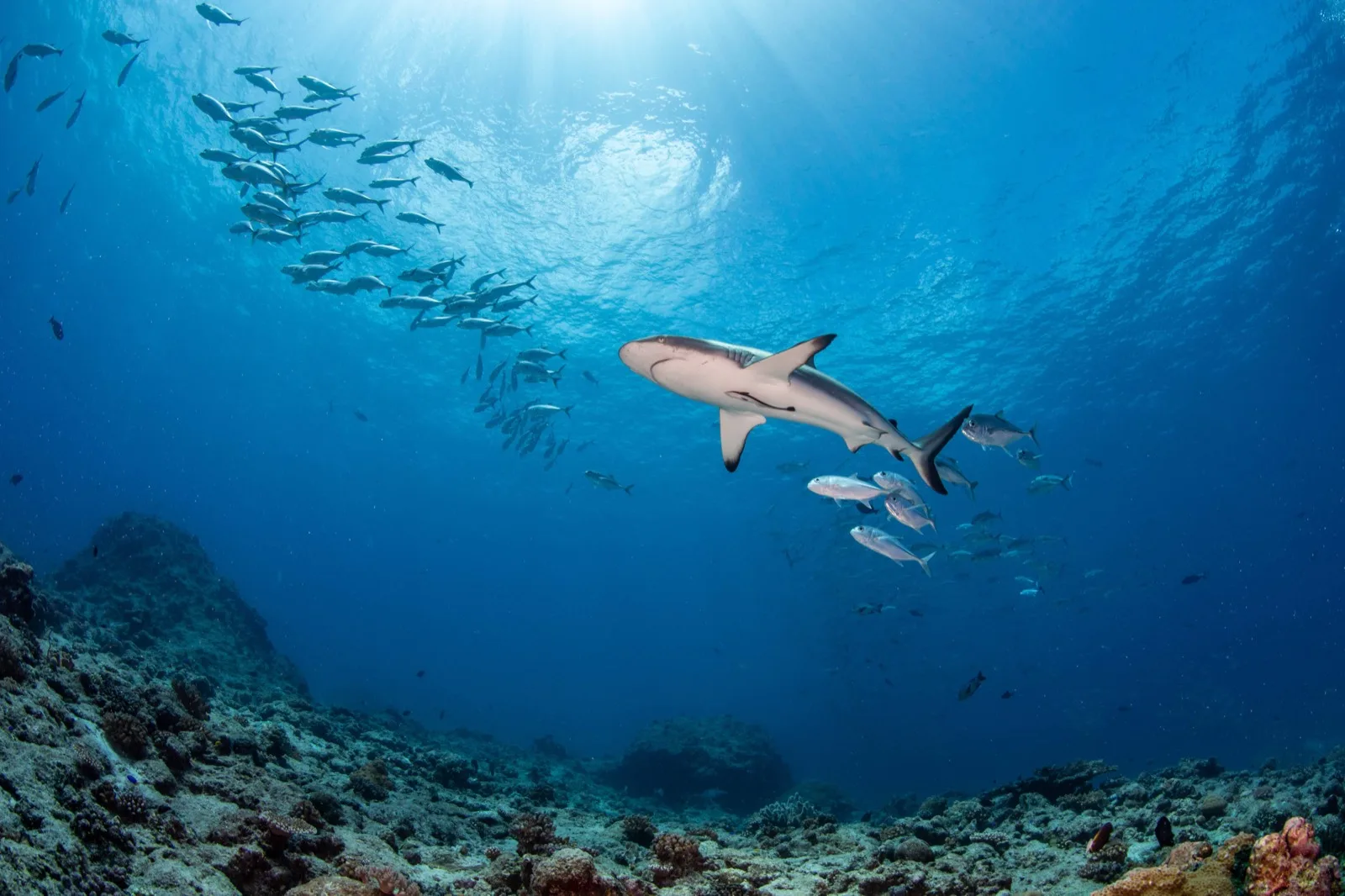 Niu's Tour Palau