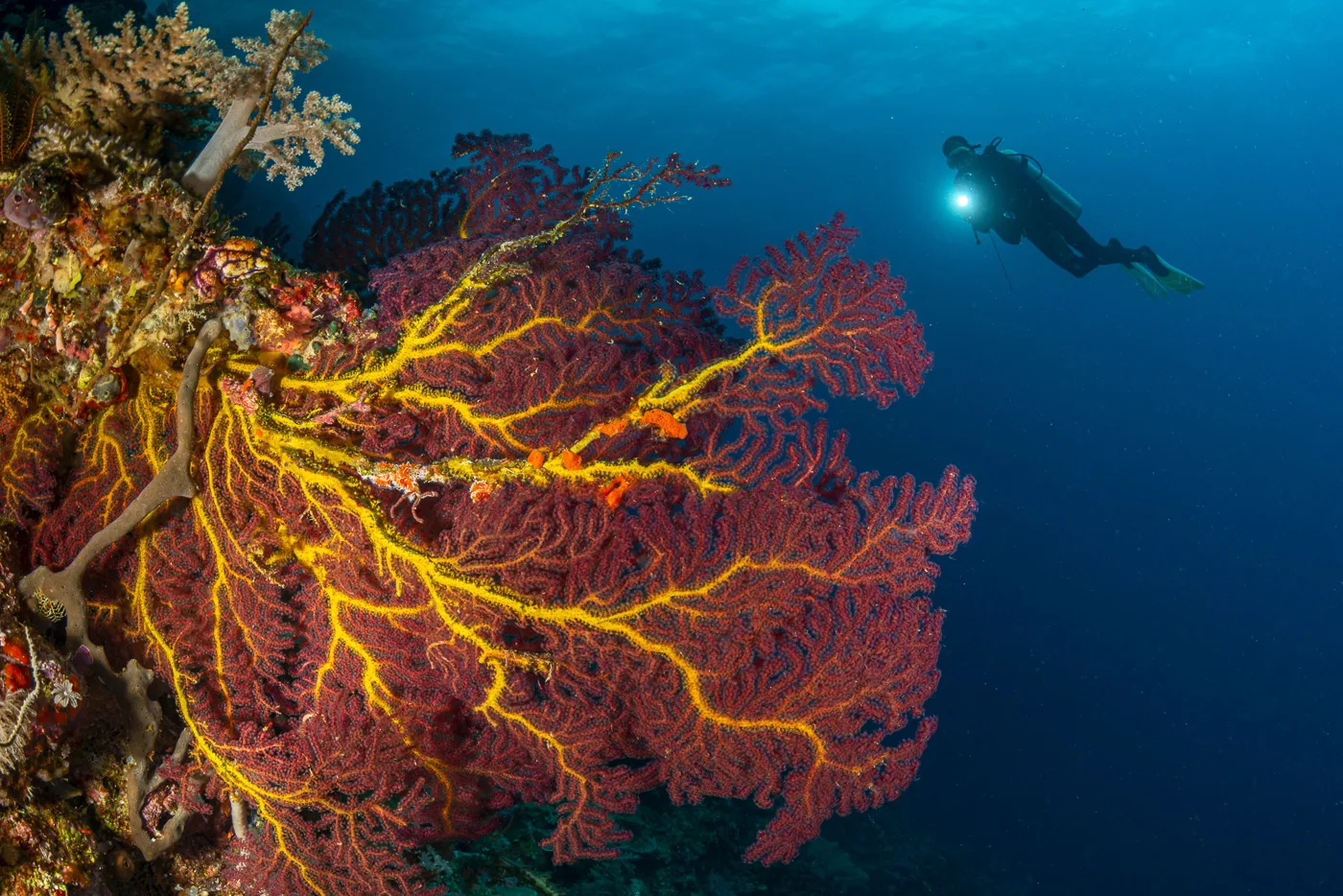 Gorgones rouges et jaunes, un plongeur explore les fonds marins