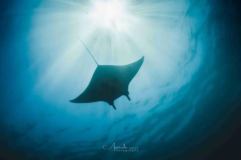 Raie manta nageant gracieusement dans l'eau bleue éclairée par le soleil