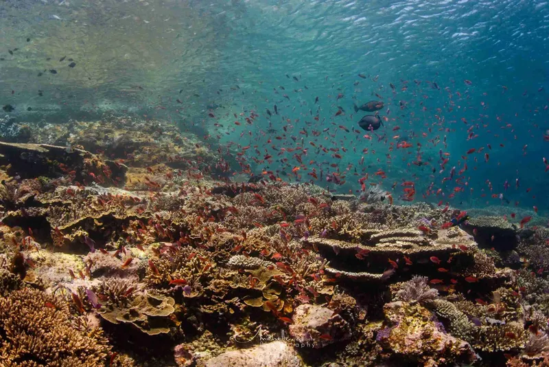 Recif corallien luxuriant avec banc de poissons et quelques poissons plus gros