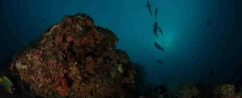 Recif corallien coloré avec des poissons tropicaux nageant dans l'eau bleue