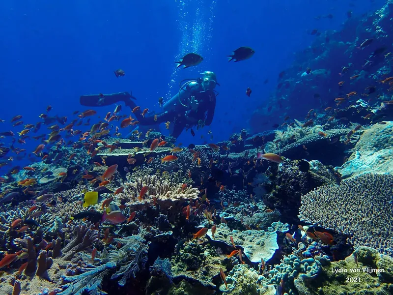 Plongeur explorant un récif corallien coloré avec de nombreux poissons