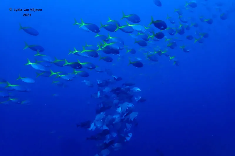 Banc de poissons tropicaux nageant dans une eau bleue profonde