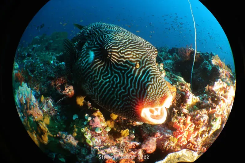 Poisson-ballon rayé sur un récifal corallien en milieu marin