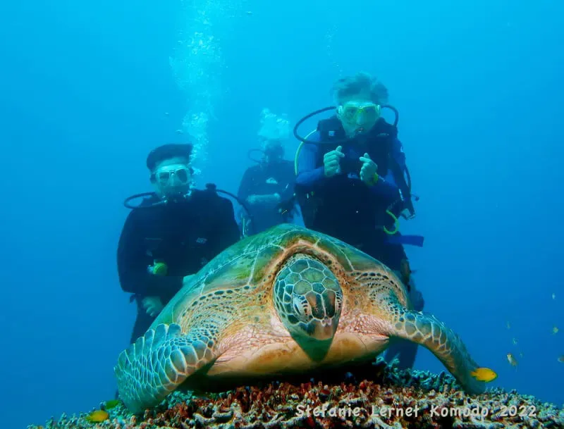 Trois plongeurs nagent au-dessus d'une tortue de mer dans l'océan