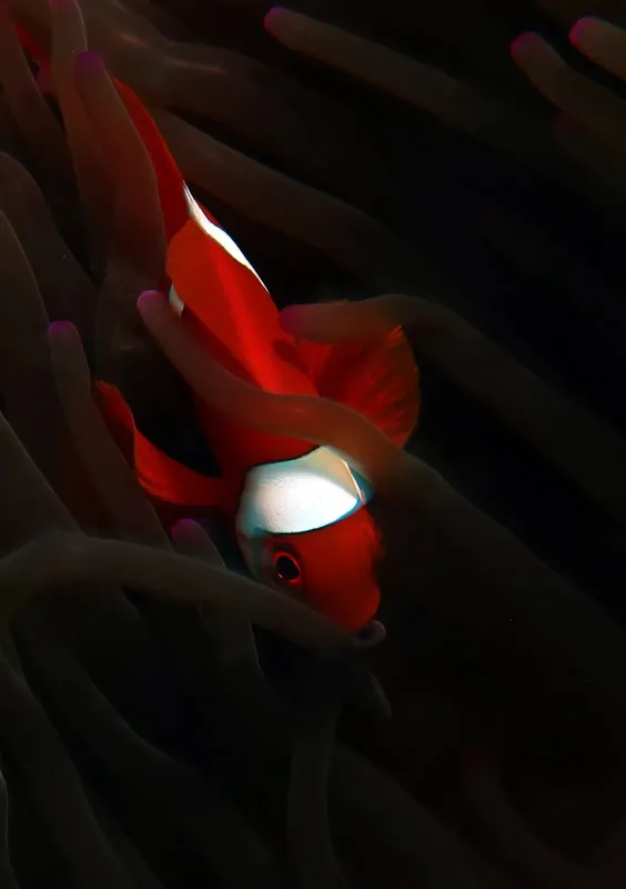 Poisson clown orange se cache dans les tentacules d'une anémone