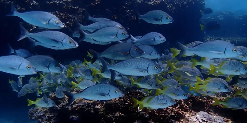 Banc de poissons gris et jaunes nageant près d'un récifal corallien