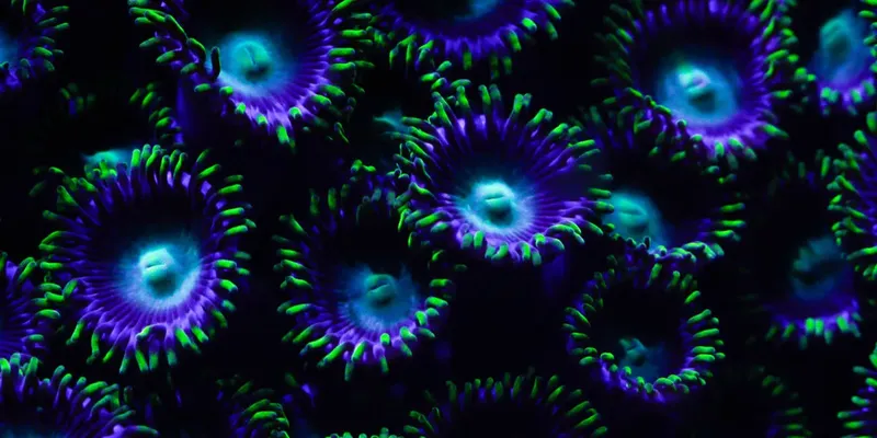 Anémones de mer fluorescentes aux couleurs vives dans l'obscurité