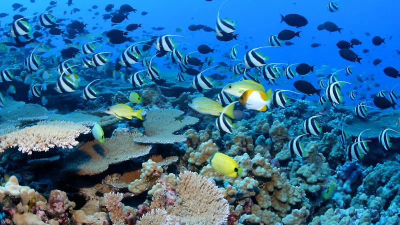 Banc de poissons tropicaux colorés nageant au milieu d'un récif corallien