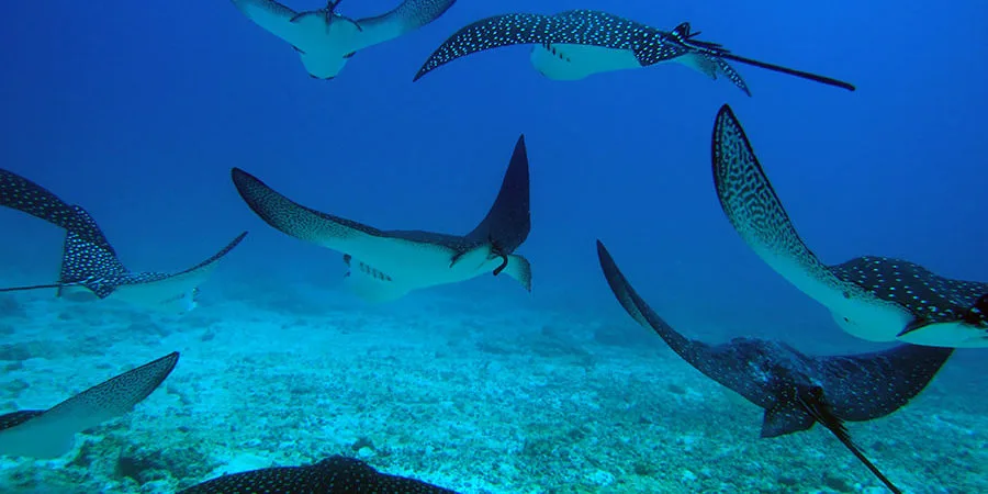 Raies manta en vol sous-marin sur fond bleu sableux clair