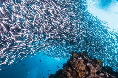 Banc de poissons argentés nageant au-dessus d'un récifal corallien bleu