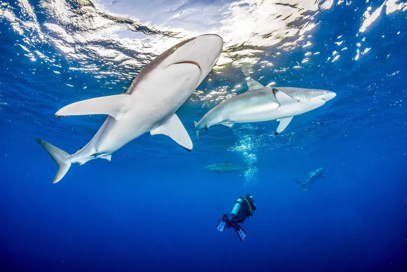 Plongeur observant des requins gris dans l'eau bleue