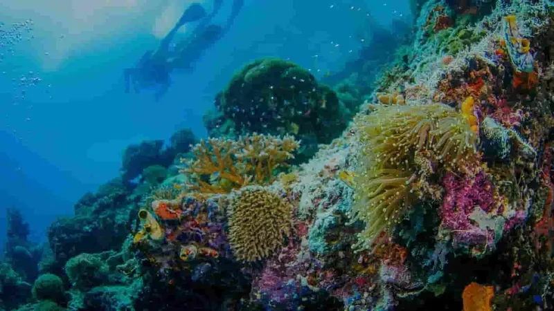 Plongeurs explorant un récif corallien coloré et riche en vie