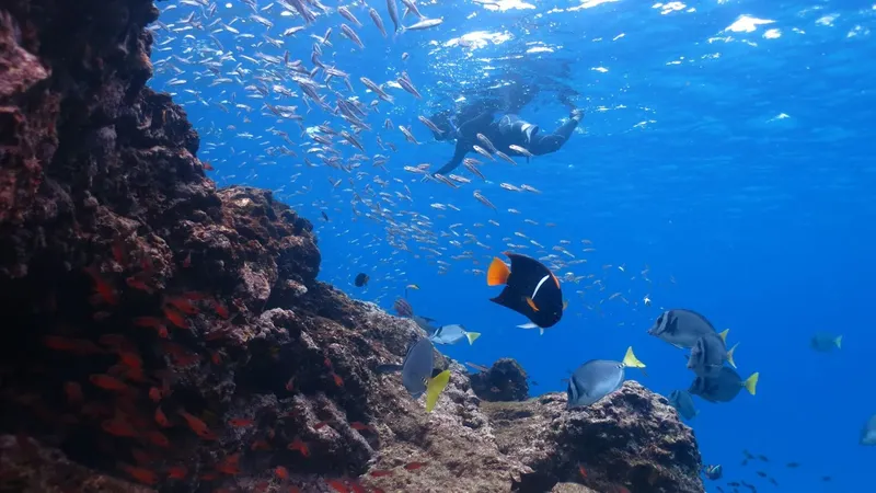 Plongeur au milieu d'un banc de poissons et de coraux bleus