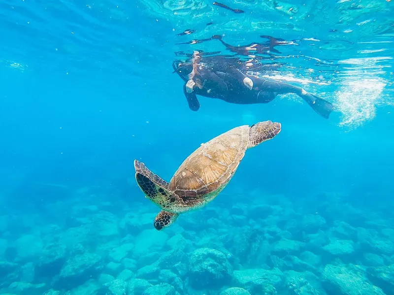 Une tortue marine nage avec un plongeur en eau turquoise claire