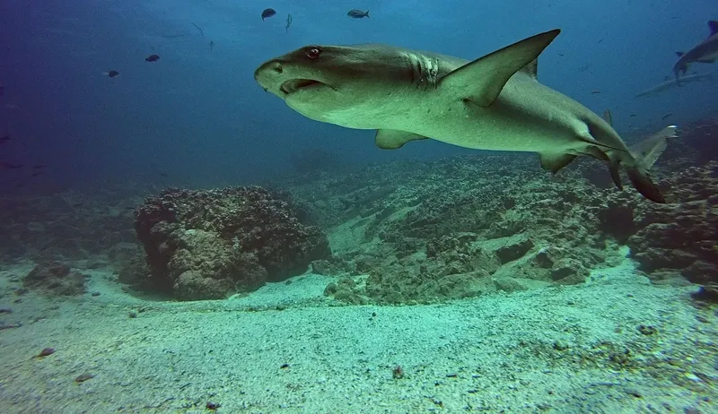 Requin de récif à pointe blanche nageant au-dessus d'un fond marin corallien