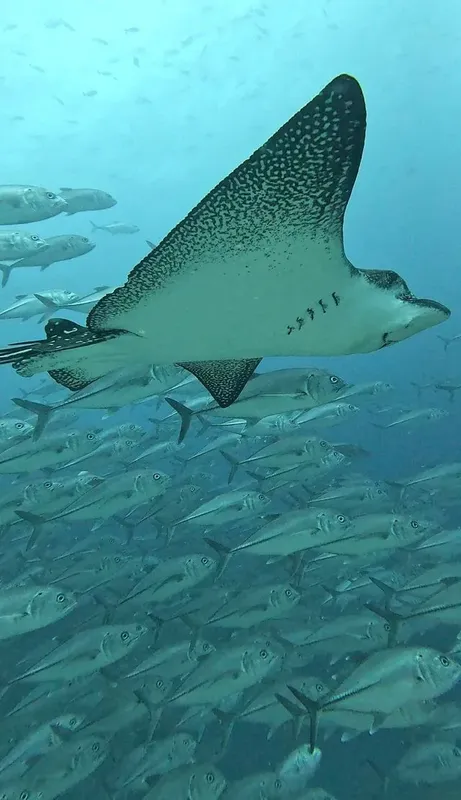 Raie manta nageant au milieu d'un banc de poissons en mer