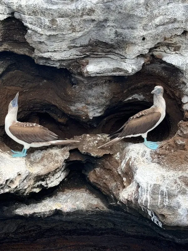 Deux fous à pieds bleus dans une grotte rocheuse sombre