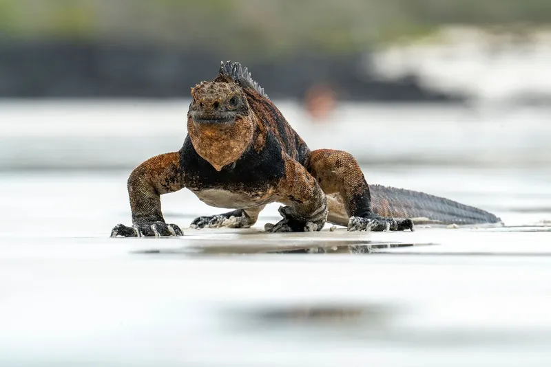 Iguane marin sur le sable, regardant directement l'appareil photo
