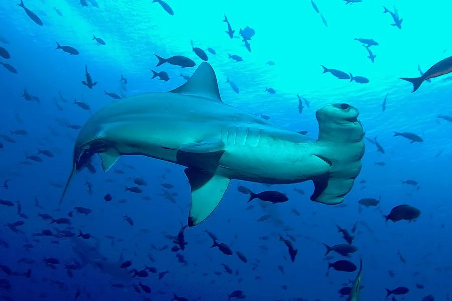 Grand requin marteau nageant dans l'eau bleue entouré de poissons