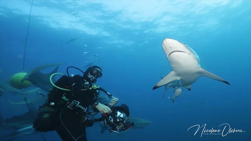 Plongeur face à un requin de récif, lumière bleue, faune marine