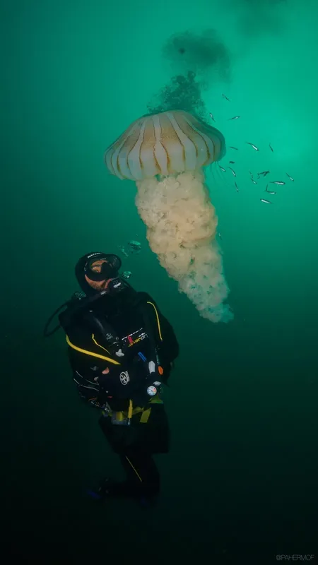 Plongeur observant une immense méduse translucide dans l'eau verte