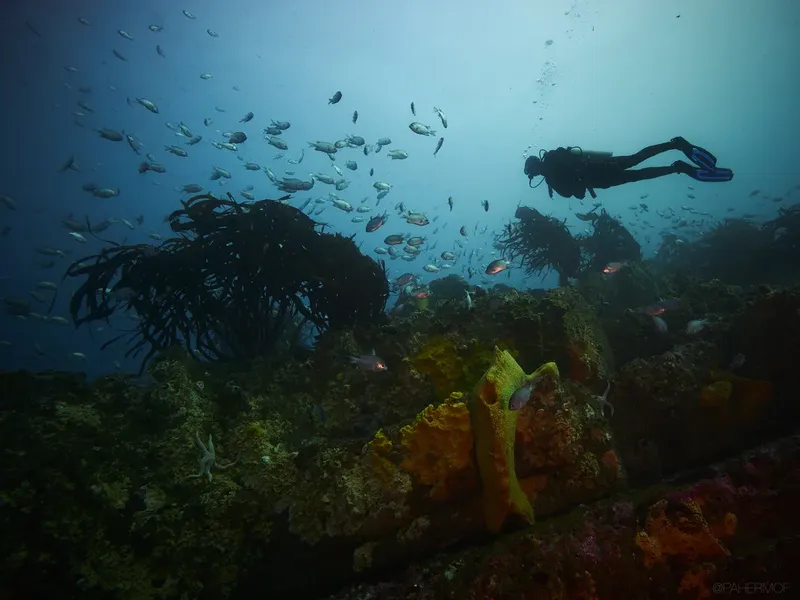 Plongeur explorant un récif corallien avec de nombreux poissons colorés