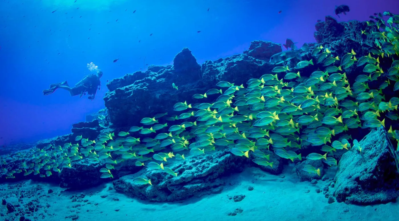 Plongeur explorant un récif corallien avec un banc de poissons jaunes