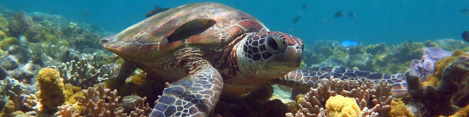Tortue marine nageant paisiblement au milieu d'un récif corallien coloré