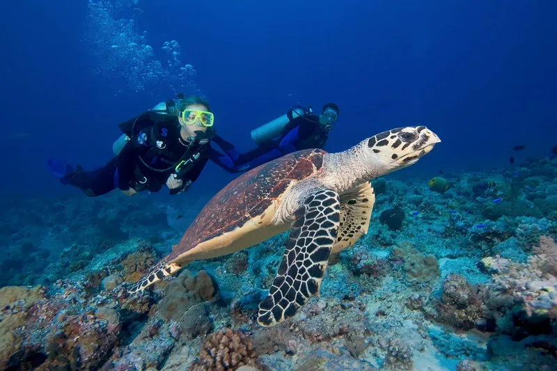 Deux plongeurs nagent avec une tortue marine au récif corallien