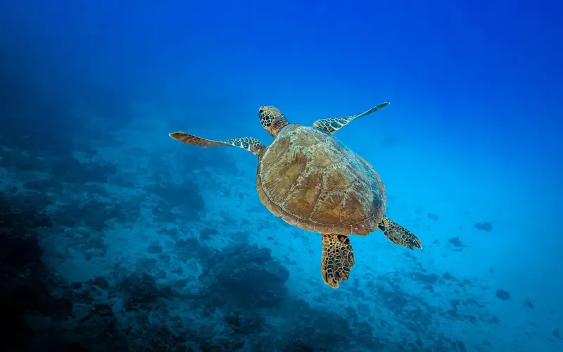 Tortue marine nageant paisiblement dans les eaux bleues de l'océan