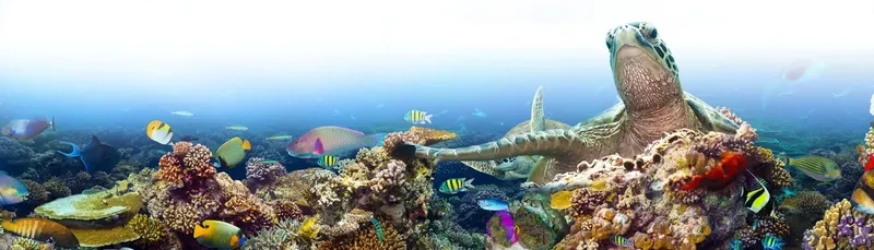 Tortue marine nageant au milieu d'un récif corallien coloré et poissonneux