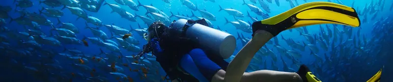 Plongeur entouré d'un banc de poissons dans une eau bleue claire
