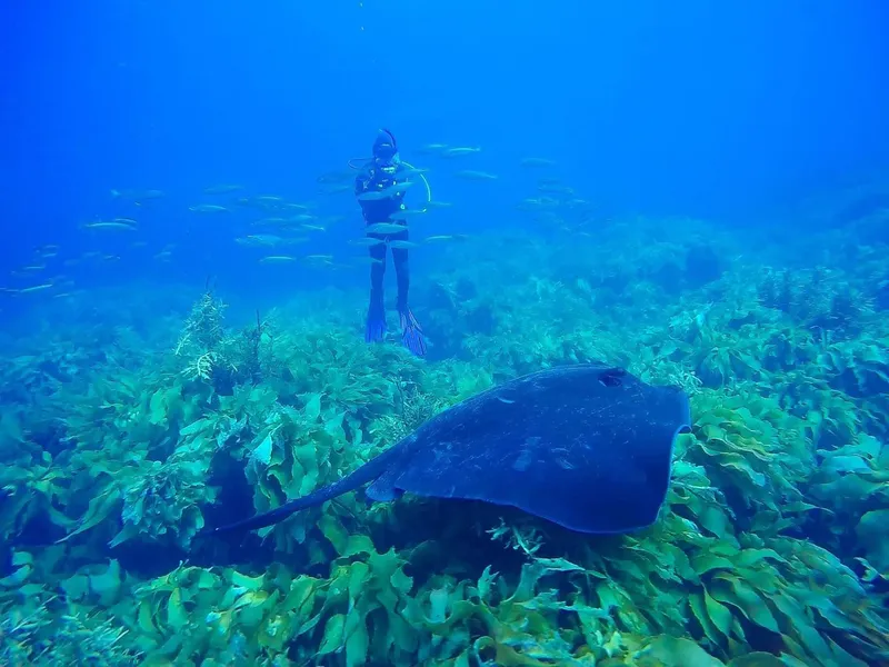 Plongeur observant une raie manta au-dessus d'un fond marin verdoyant