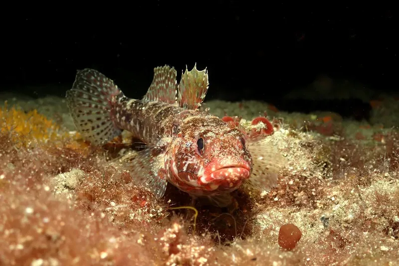 Un poisson rocheux regarde la caméra sur un fond sablonneux