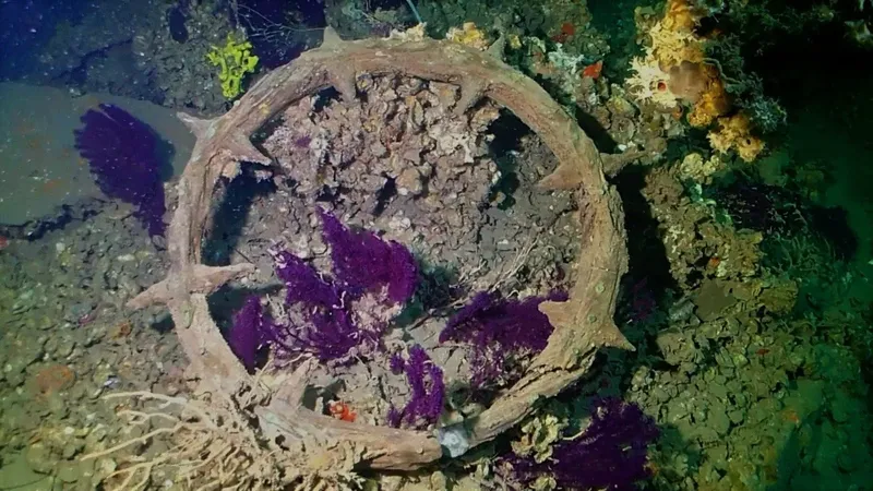 Epave sous-marine colonisée par des organismes marins et des éponges violettes