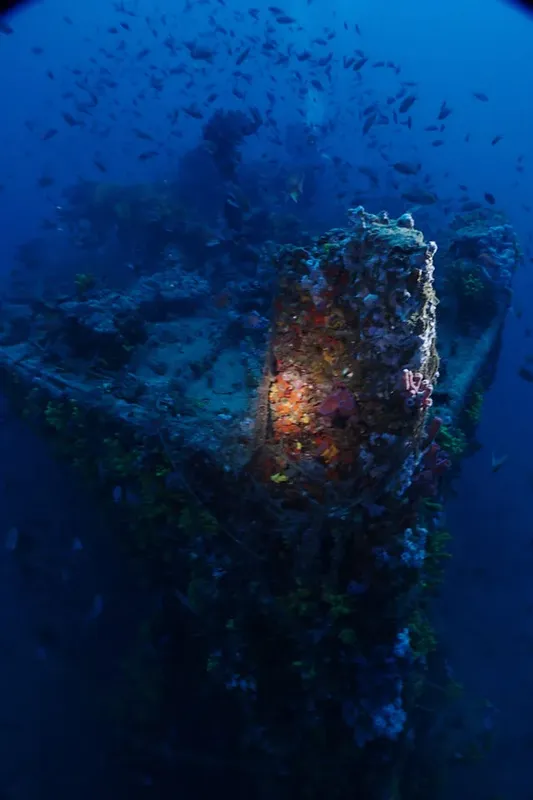 Épave colonisée par la vie marine, poissons et coraux bleus