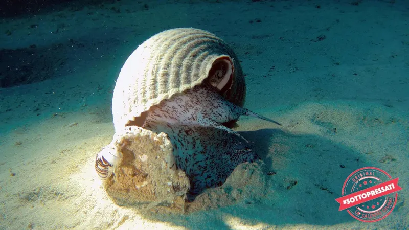 Un calmar dans sa coquille se déplace sur un fond sablonneux clair