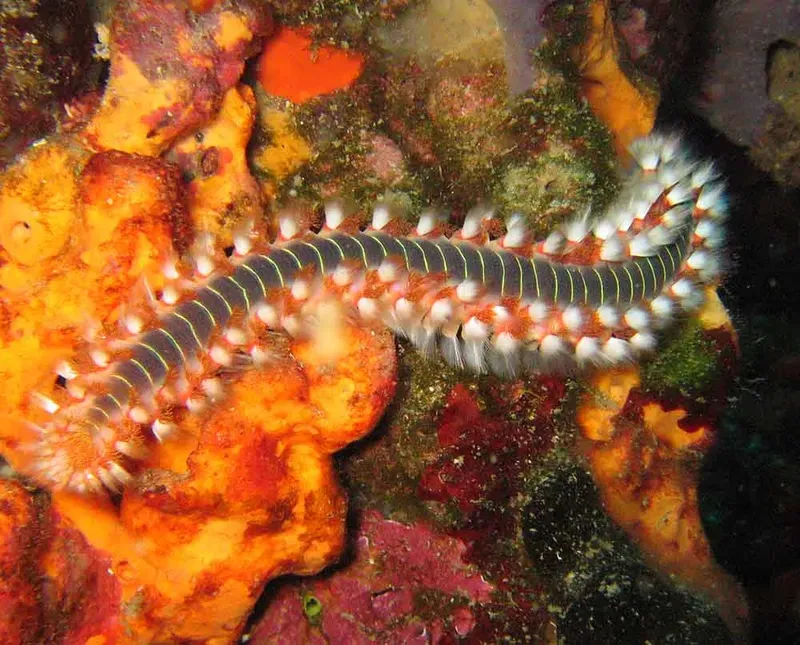 Ver marin coloré rampant sur un fond rocheux orangé et rouge